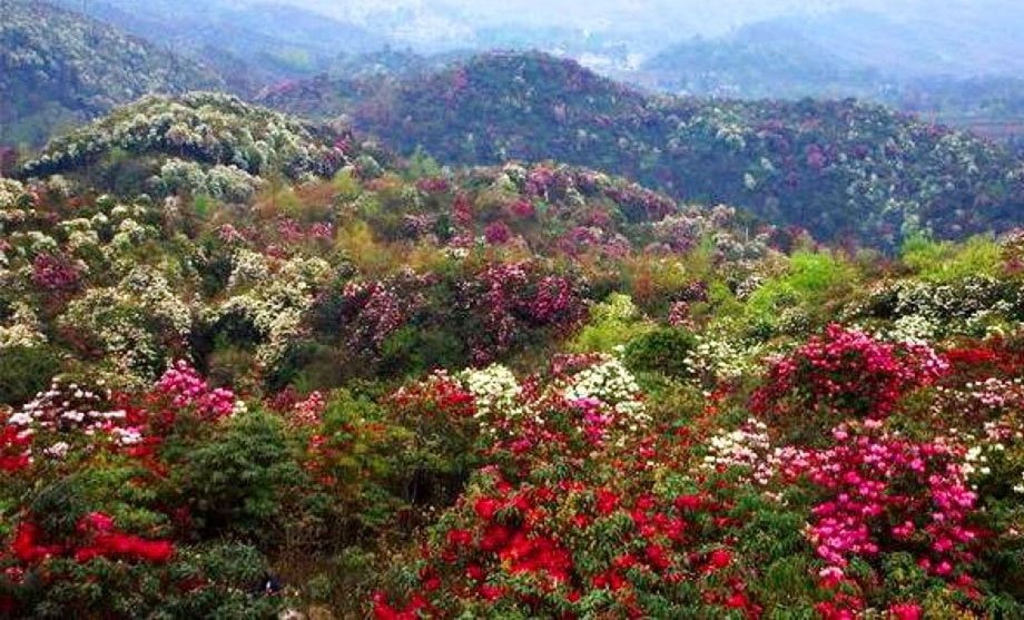 Herbs found in Forests of Nepal