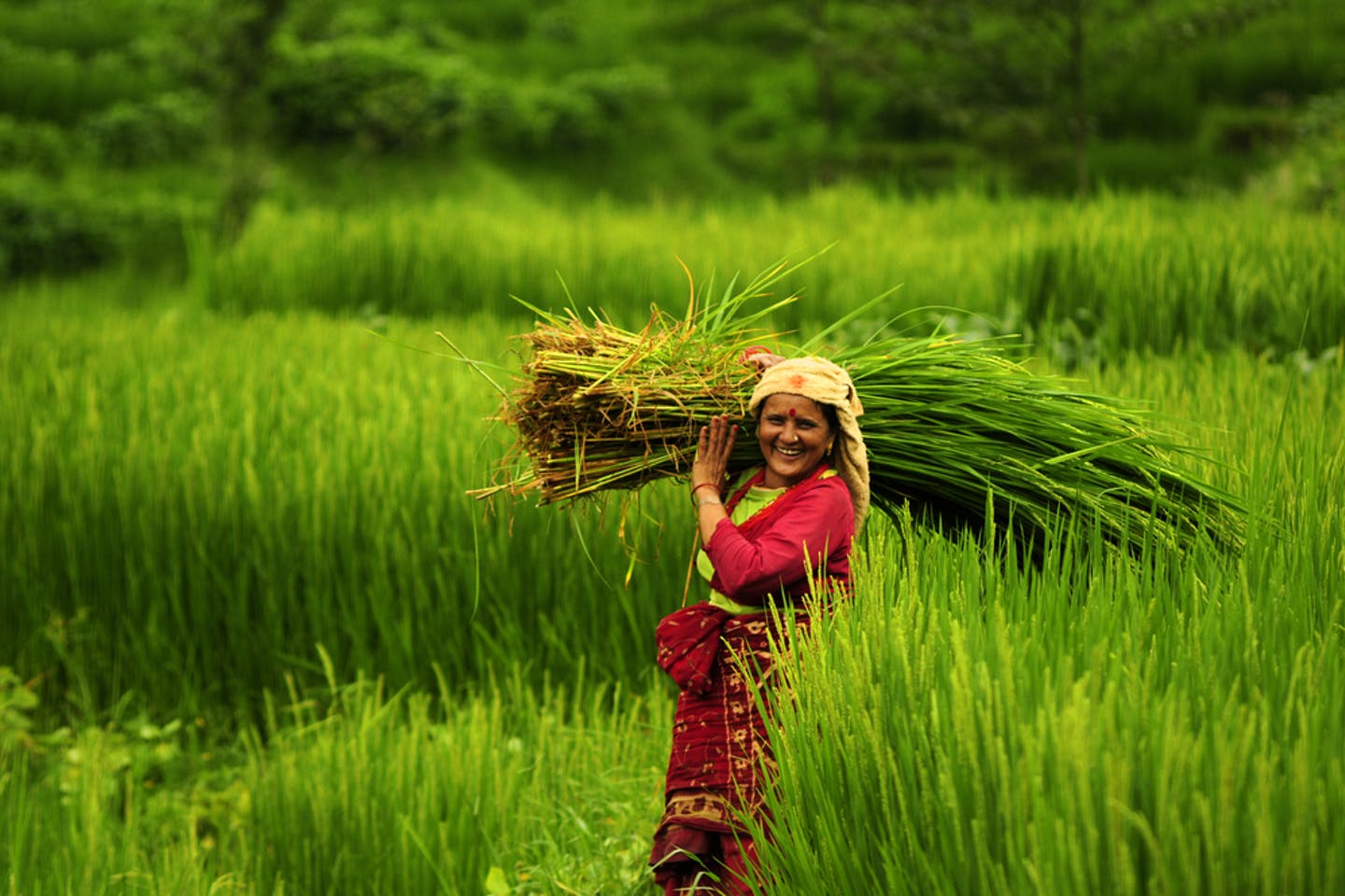 Nepal Women Farmer in Farm